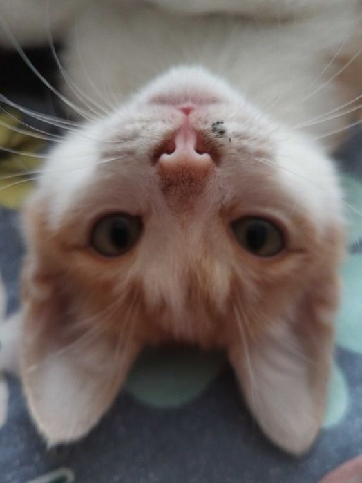 Отдам котёнка в хорошие, добрые руки