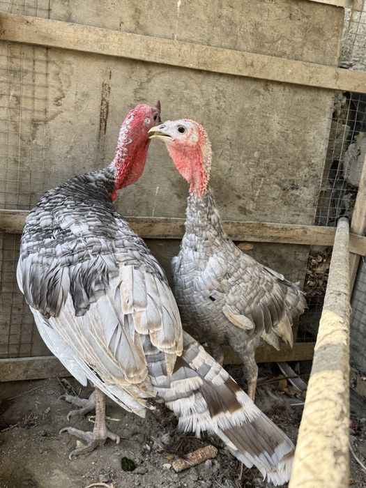 Zotdor kurka bir juft