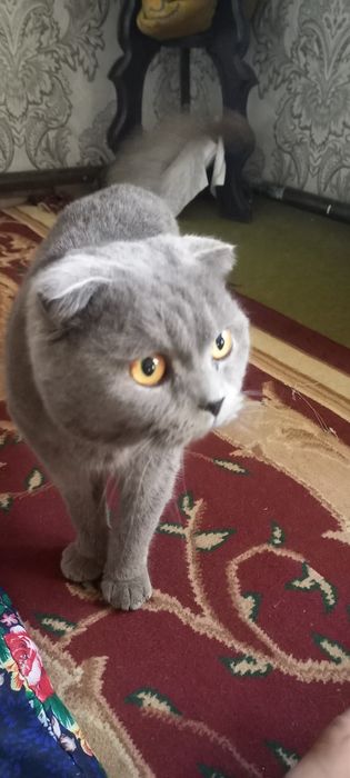 Scottish Fold  shoklandiya qiyshiq quloq mushugi