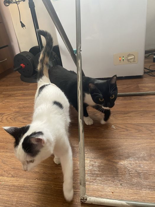 Отдам в хорошие руки кошечек