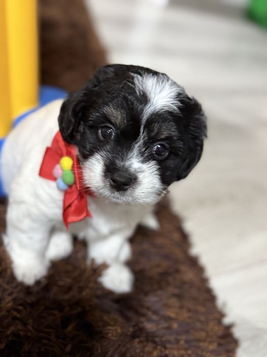 Fetița frumoasa si educata