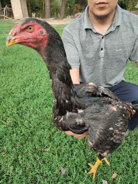 Дакан о шамо сатылады продам