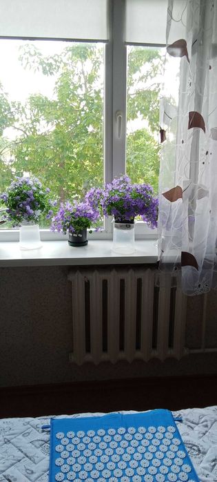 Продам кампанула комнатная