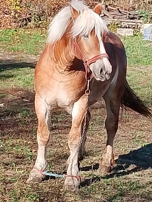 Mânz de un an jumate