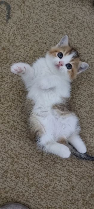 Шотланский котёнок страйт девочка