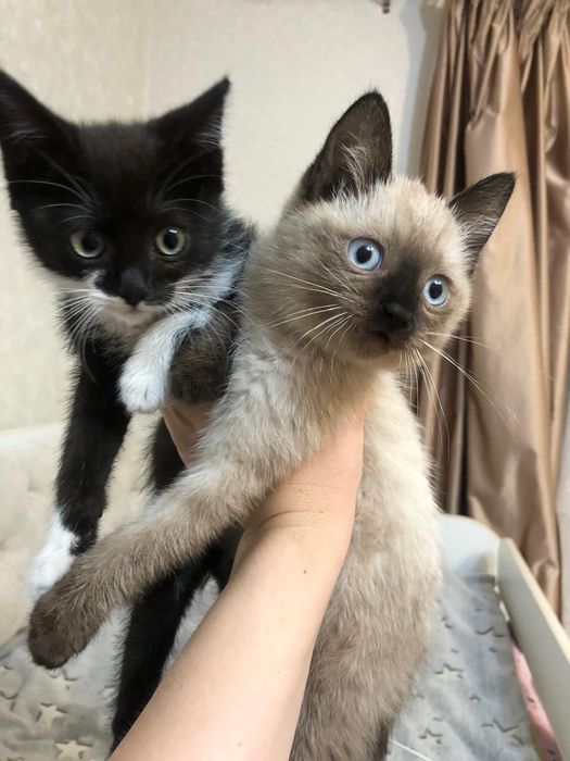 Котята в добрые руки