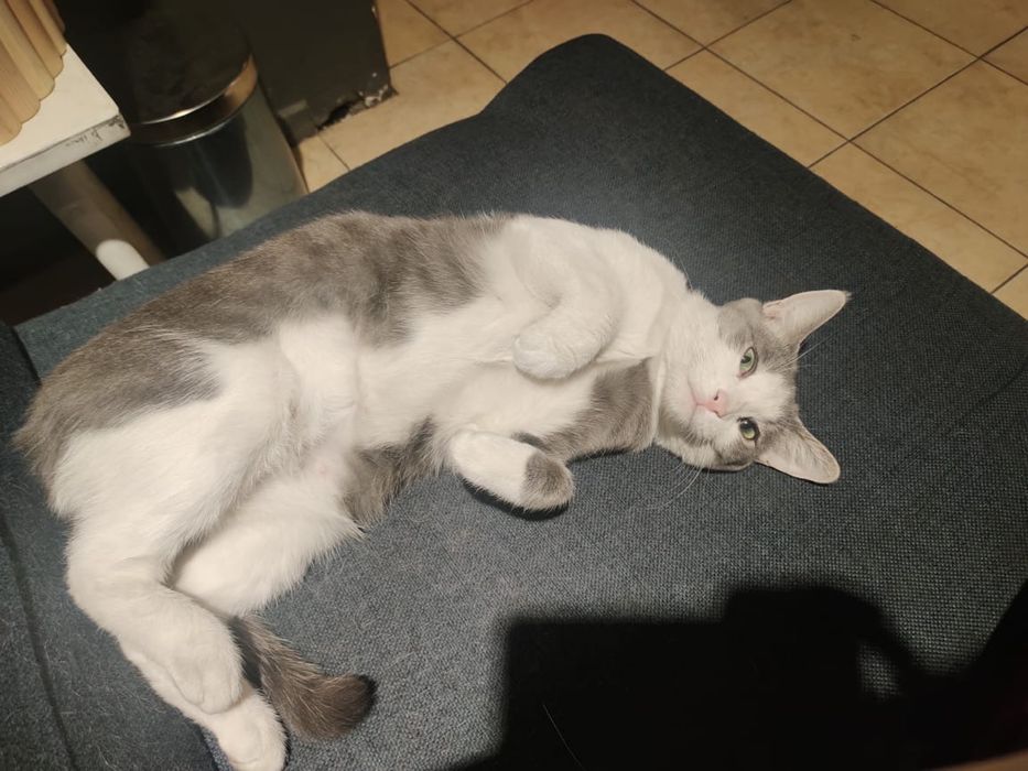 Отдам в добрые руки двух замечательных кошек