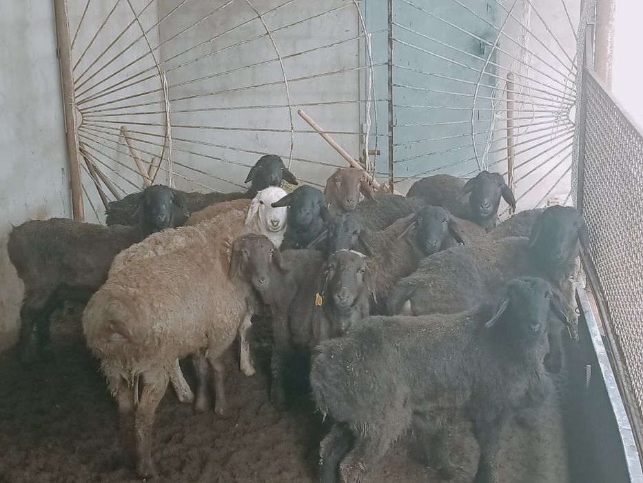 Семіз Тоқтылар сатылады