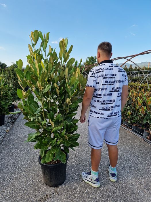 Plante ornamentale,  leylandii, magnolia grandiflora, platan,tei,artat