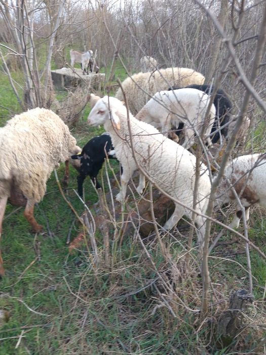 Berbecuți din mame bune de lapte