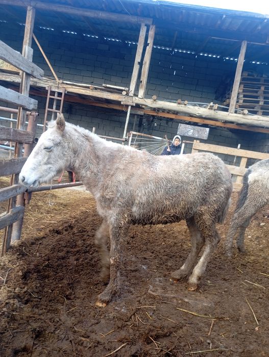 Мыкты полтарашка