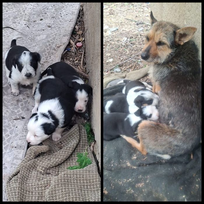 щенки в заботливые руки.