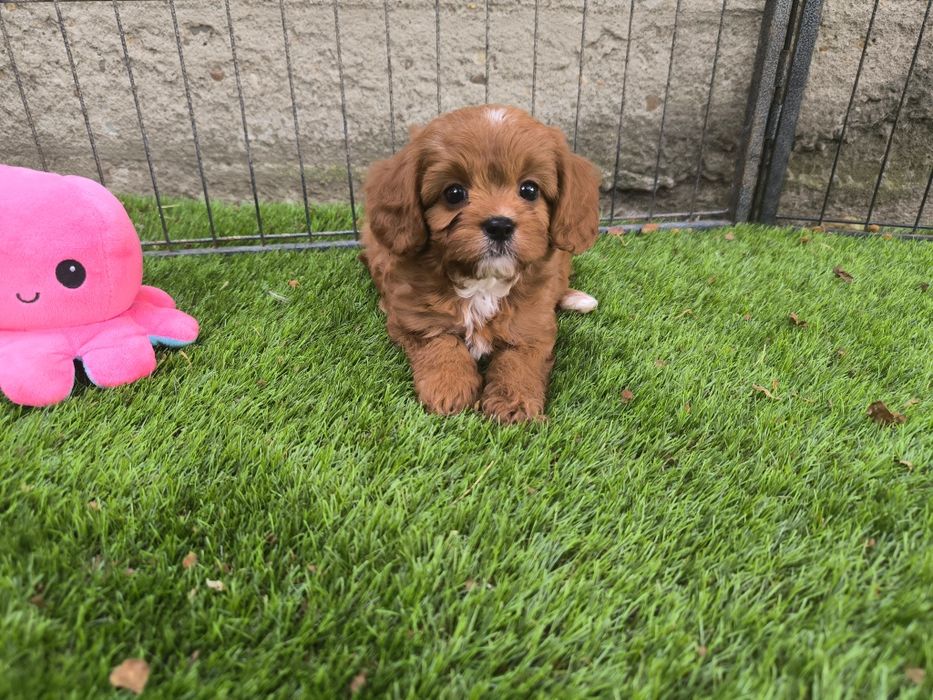 Vand fetita Cavapoo f1 mini