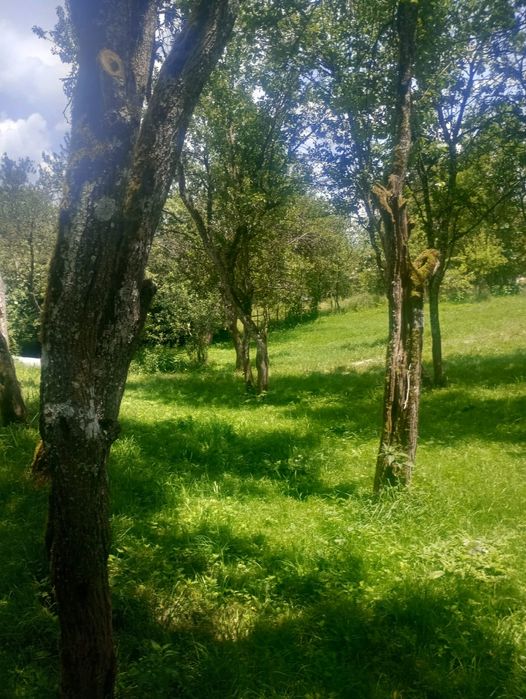 Vând casă comuna Sohodol Alba