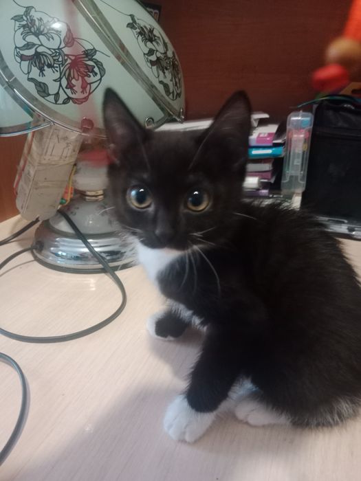 Отдам котенка девочку