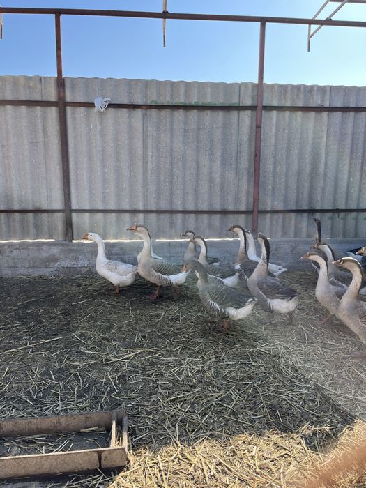 Қаз  жұмыртқасы сатылады инкубацияға