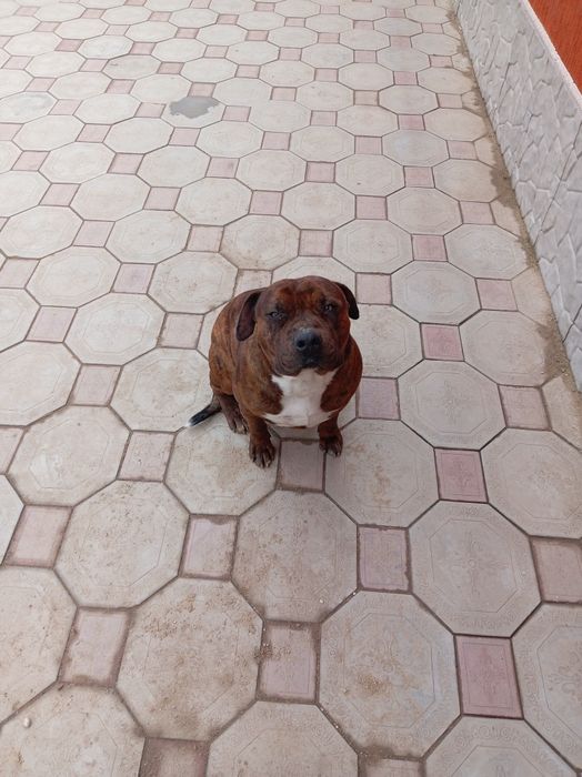 Питбуль кубинский