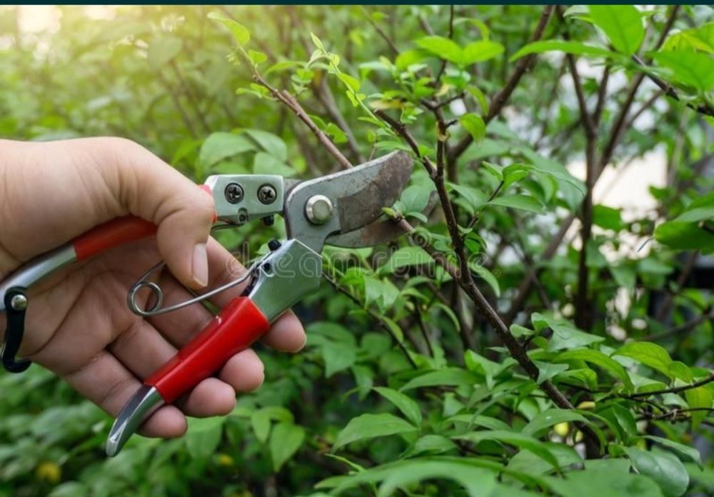 Оброботка обрезка плодовых деревьев