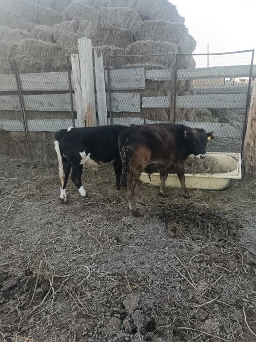 продам бычков/ продам коров