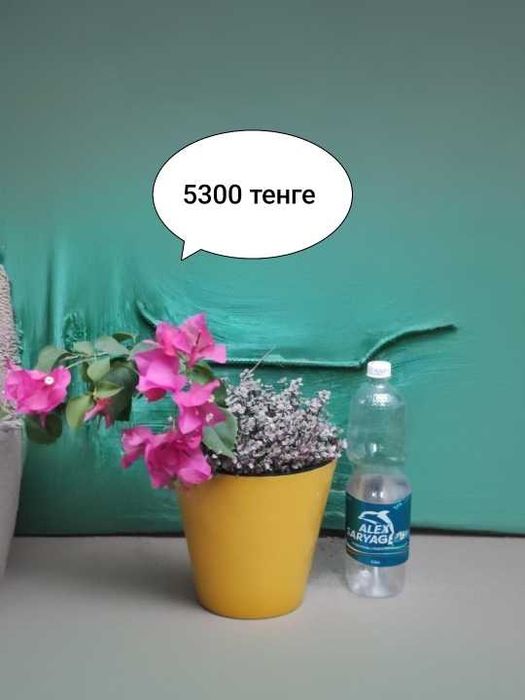 Продается бугенвилия    и другие