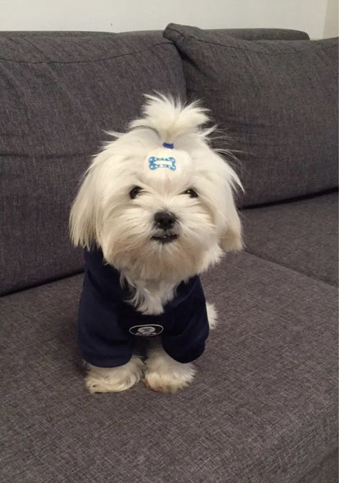 Одежда для собак и кошек