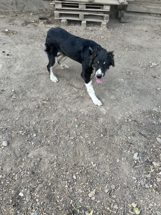 Собака ит Тигр баласы Белаводтық