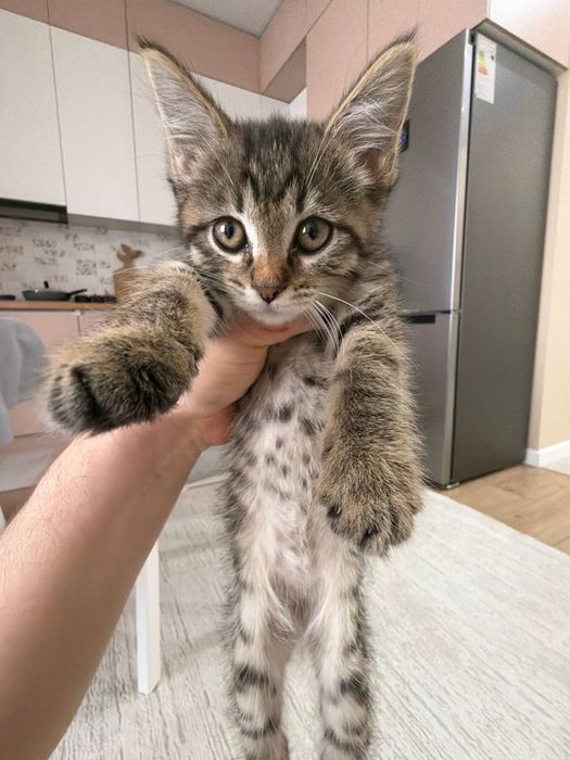 Котенка в добрые руки