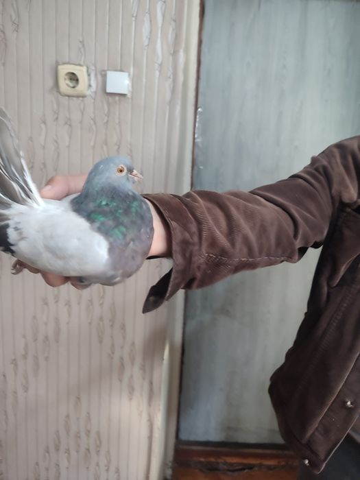 Продаются голуби цементные бабочки,3  штуки