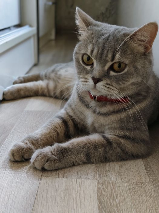 Продам кошку scottish strike  80$