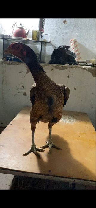 Продам курей корея  даканы