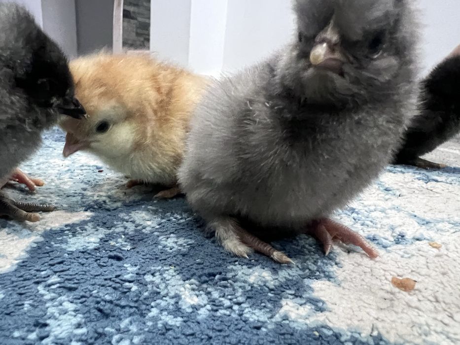 Pui metisato de o zi