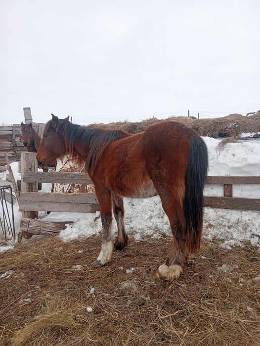 Жылкы сатамын кунан
