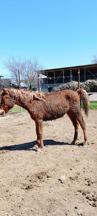 Жылкы 400 мыннан