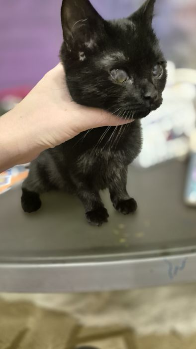 Отдам чёрных котят