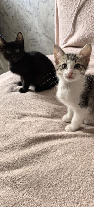 Котята  ищут своих людей