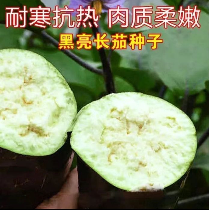 Urug‘ sotiladi. Xitoydan birinchi qo‘l