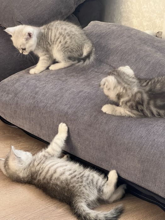 Продам котят скоттиш страйт и фолд