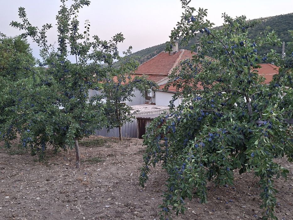 Сини Сливи Стенли