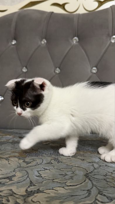 Шеслоухий котенок