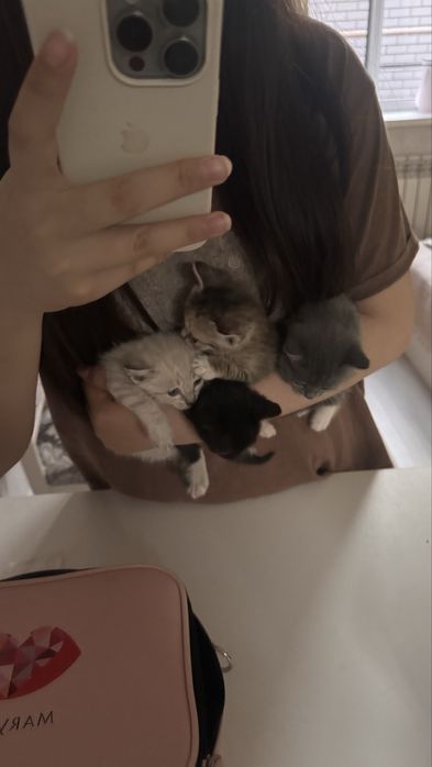 маленькие котята