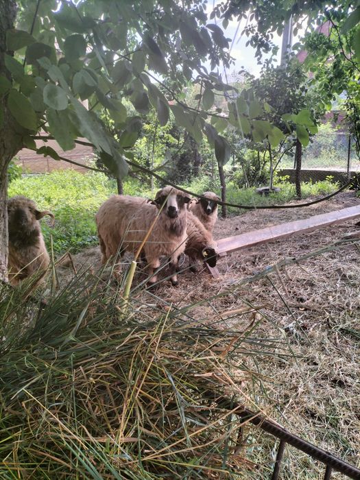Vând 2 berbeci bucălai și unul oachrș, miori, preț neg.