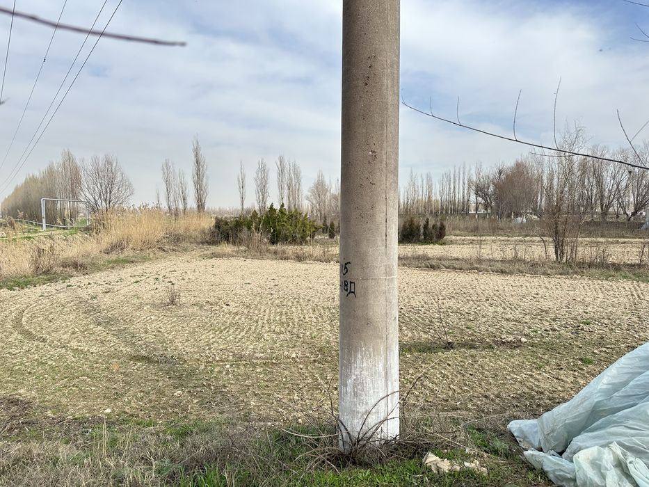 Yer daraxt va kochatlari bilan sotiladi йер дарахт ва кочатлари билан