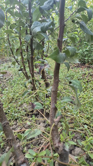 Саженцы.  Саженцы.