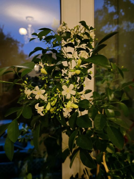 Продам росток Мурайи Метельчатой Усть-Каменогорск