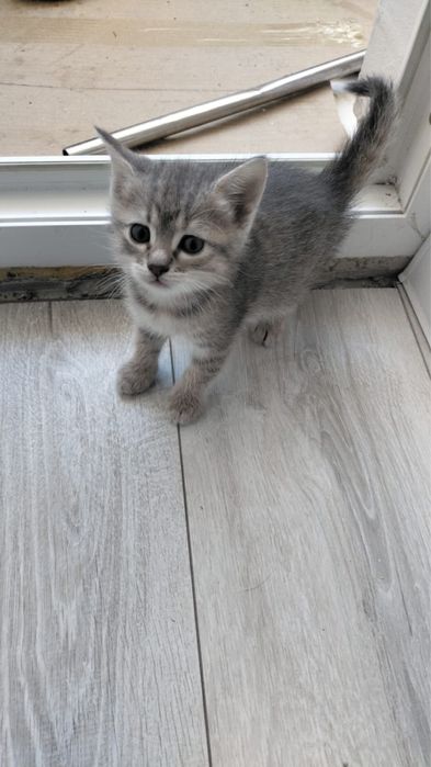 Ищем для котят самые добрые и ответственные ручки