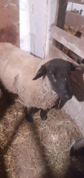 Berbec suffok de 2 ani