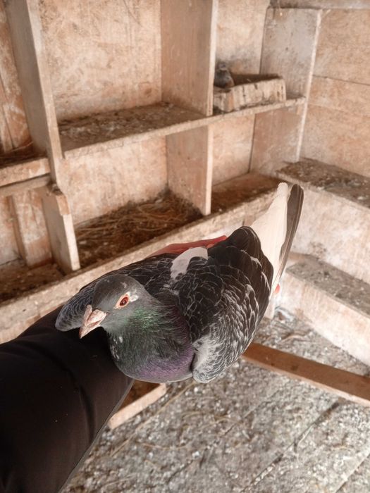 Porumbei de vânzare