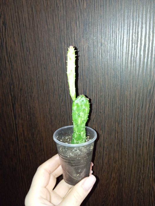 Опунция Моноканта вариегатная