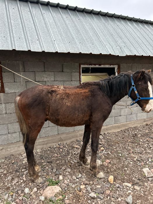 Продам жеребца