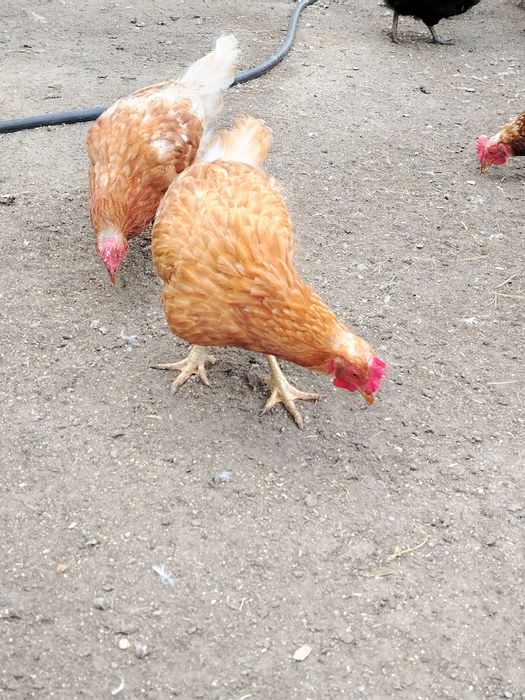 Куры несушки ломан браун хайсекс